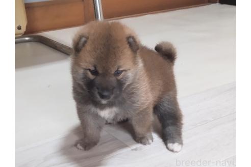 販売中の秋田県の柴犬-396401の5枚目